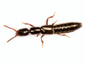 Xantholinus longiventris